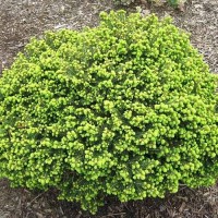 Picea abies"Little Gem" /   Ель обыкновенная "Литл Джем"