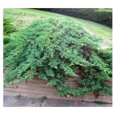 Juniperus procumbens "Nana"  /  Можжевельник лежачий" Нана"