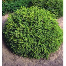 Picea abies"Nidiformis "   /   Ель обыкновенная "Нидиформис"