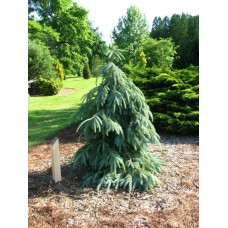 Picea engelmannii "Bush’s Lace"  /  Ель Энгельмана « Буш Лейс»