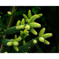 Abies pinsapo "Aurea"     / Пихта испанская"Ауреа"