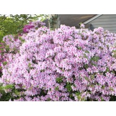 Deutzia hybrida "Pink Pom Pom"   /   Дейция гибридная "Пинк Пом Пом"