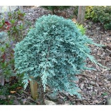 Juniperus horizontalis "Icee Blue "   Pa /   Можжевельник горизонтальный "Айс Блю" на штамбе