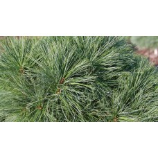 Pinus strobus "Greg"  /  Сосна веймутова "Грег " на штамбе