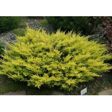 Juniperus horizontalis «Lime Glow»   / Можжевельник горизонтальный «Лайм Глоу» 