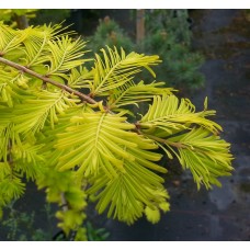Metasequoia glyptostroboides "Golden rush"  / Метасеквойя "Голден Раш "