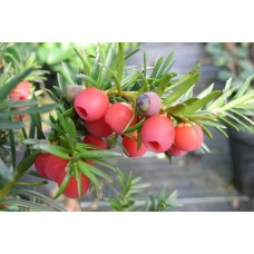 Taxus baccata "Hicksii"/  Тис ягодный "Хикси"