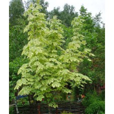 Acer platanoides "Drummondii" / Клён  остролистный "Друммонди "