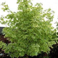 Acer platanoides "Drummondii" / Клён  остролистный "Друммонди "