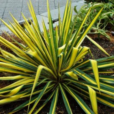 Yucca filamentosa"Color Guard"   /  Юкка нитчатая "Колор Гаурд"