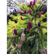 Picea abies "Acrocona"  /     Ель обыкновенная "Акрокона"