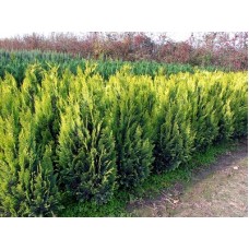 Chamaecyparis lawsoniana"Alumi Gold" /   Кипарисовик лавсона" Алюми Голд "