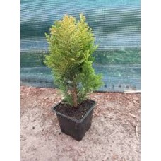 Chamaecyparis lawsoniana"Alumi Gold" /   Кипарисовик лавсона" Алюми Голд "