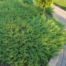 Juniperus horizontalis "Andorra Compact"  /  Можжевельник горизонтальный "Андорра Компакт" 