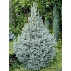 Abies lasiocarpa "Argentea"   /  Пихта шершавоплодная "Аргентеа"