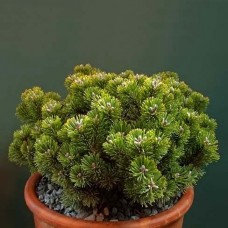 Pinus aristata  /  Сосна остистая