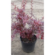 Berberis thunbergii "Atropurpurea"  /  Барбарис тунберга "Атропурпуреа"