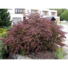 Berberis thunbergii "Atropurpurea"  /  Барбарис тунберга "Атропурпуреа"