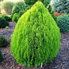 Thuja orientalis "Aurea Nana"  /  Туя восточная "Ауреа Нана "