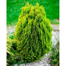 Thuja orientalis "Aurea Nana"  /  Туя восточная "Ауреа Нана "