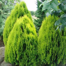 Thuja orientalis "Aurea Nana"  /  Туя восточная "Ауреа Нана "