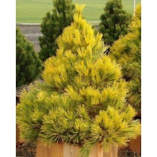 Pinus densiflora "Aurea" /  Сосна густоцветковая"Ауреа"