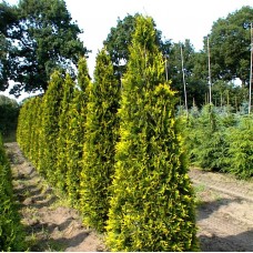 Thuja occidentalis "Аurescens"  /  Туя западная «Аурисценс» 