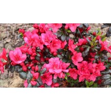 Azalea japonica" Purpurkissen"    /   Азалия японская "Пурпуркиссен