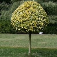 Euonymus fortunei" Emerald Gold"  /  Бересклет Форчуна "Эмеральд Голд"