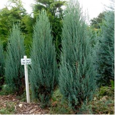 Juniperus scopulorum "Blue Arrow"  /  Можжевельник скальный "Блю Арроу"