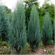 Juniperus scopulorum "Blue Arrow"  /  Можжевельник скальный "Блю Арроу"