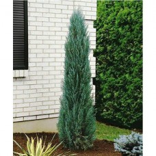 Juniperus scopulorum "Blue Arrow"  /  Можжевельник скальный "Блю Арроу"