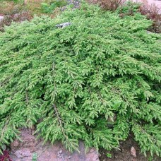 Juniperus communis "Green Carpet"  /  Можжевельник обыкновенный" Грин Карпет "