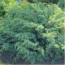 Juniperus squamata" Blue Swede"  /  Можжевельник чешуйчатый "Блю Свид"