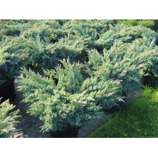 Juniperus squamata" Blue Swede"  /  Можжевельник чешуйчатый "Блю Свид"