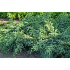 Juniperus squamata" Blue Swede"  /  Можжевельник чешуйчатый "Блю Свид"