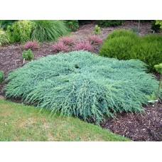 Juniperus squamata "Blue Carpet"  /  Можжевельник чешуйчатый "Блю Карпет"