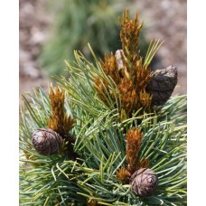 Pinus parviflora "Bonnie Bergman" / Сосна мелкоцветная "Бонни Бергман"