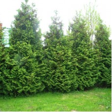 Thuja occidentalis "Brabant"  /  Туя западная "Брабант "