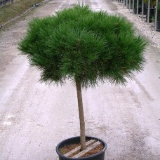 Pinus nigra "Brepo"     /  Сосна черная "Брепо " на штамбе