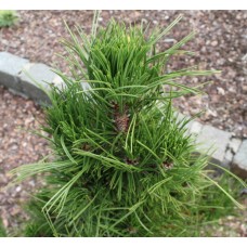 Pinus leucodermis "Atze"      /  Сосна белокорая" Аце"