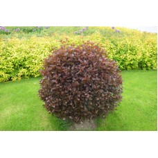    Physocarpus opulifolius ‘Red Baron’           /Пузыреплодник калинолистный "Ред Барон"
