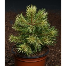 Pinus uncinata 'Billabong'     /  Сосна крючковатая "Биллабонг "