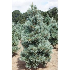 Pinus flexilis 'Cesarini Blue'    /   Сосна гибкая "Цесарини Блю"