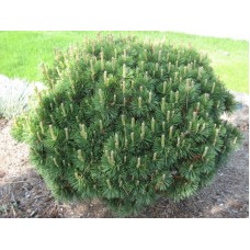 Pinus mugo "Gnom"   /   Сосна горная "Гном"