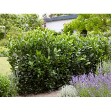 Prunus Laurocerasus "Otto Luyken"        /  Лавровишня гибридная" Отто Льюкен"