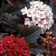    Physocarpus opulifolius ‘Red Baron’           /Пузыреплодник калинолистный "Ред Барон"