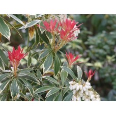       Pieris japonica 'Variegata'    /         Пиерис японский "Вариегата"