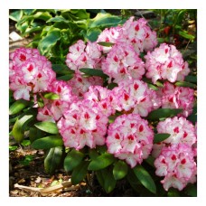 Rhododendron "Danuta"