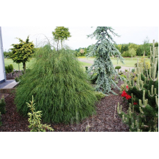 Chamaecyparis lawsoniana"Drooping Solo" /  Кипарисовик лавсона "Дроупинг соло"